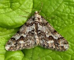 Attēlu rezultāti vaicājumam “Agriopis leucophaearia”