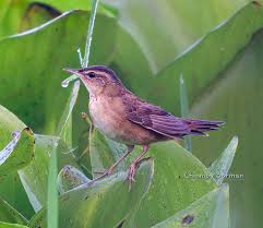 Image result for Locustella certhiola