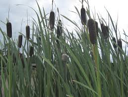 Attēlu rezultāti vaicājumam “Typha latifolia”