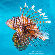 Image result for Pterois miles