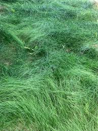 Attēlu rezultāti vaicājumam “Festuca rubra subsp. rubra”