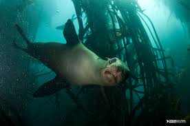 Image result for Wyndley Seals Snorkelling Club
