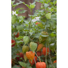 Image result for Lampionblume