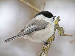 Image result for Poecile montana