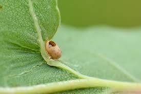 Attēlu rezultāti vaicājumam “Neuroterus albipes”