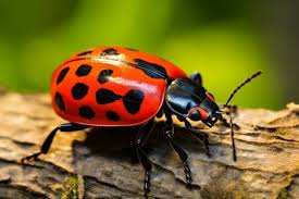 Attēlu rezultāti vaicājumam “Endomychidae”