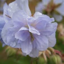 Attēlu rezultāti vaicājumam “Geranium pratense flower”