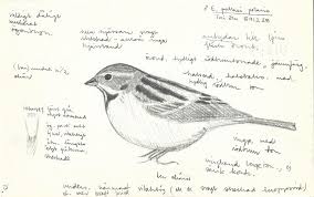 Image result for Emberiza pallasi