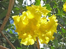 Attēlu rezultāti vaicājumam “Harpanthus flotovianus”