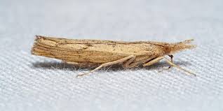 Attēlu rezultāti vaicājumam “Pediasia fascelinella”