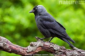 Attēlu rezultāti vaicājumam “Corvus monedula”