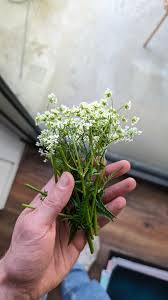 Attēlu rezultāti vaicājumam “Anthriscus sylvestris fruit”