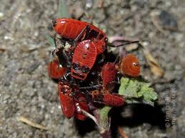 Attēlu rezultāti vaicājumam “Pyrrhocoris apterus nymph”