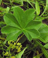 Attēlu rezultāti vaicājumam “Alchemilla vulgaris aggr. bud”