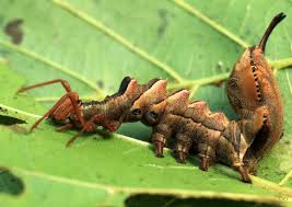 Attēlu rezultāti vaicājumam “Stauropus fagi larva”