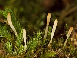 Attēlu rezultāti vaicājumam “Eocronartium muscicola”