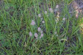 Attēlu rezultāti vaicājumam “Trifolium arvense fruit”