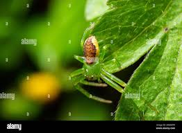 Attēlu rezultāti vaicājumam “Diaea dorsata”