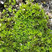 Attēlu rezultāti vaicājumam “Barbula convoluta”