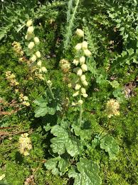 Attēlu rezultāti vaicājumam “Elmerina caryae”