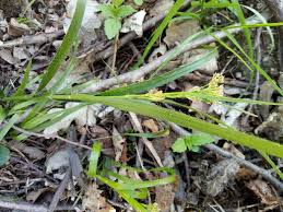 Attēlu rezultāti vaicājumam “Luzula luzuloides leaf”