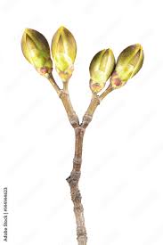 Attēlu rezultāti vaicājumam “Acer platanoides bud”