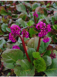 Attēlu rezultāti vaicājumam “Silene x arkwrightii Vesuvius”