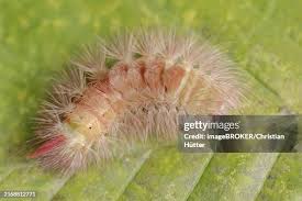 Attēlu rezultāti vaicājumam “Calliteara pudibunda larva”