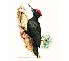 Attēlu rezultāti vaicājumam “Dryocopus martius”