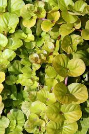 Image result for Lysimachia nummularia