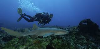 Image result for fernando de noronha