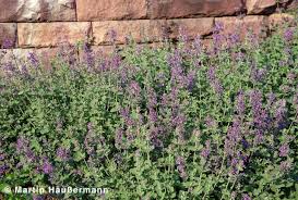 Image result for Katzenminze