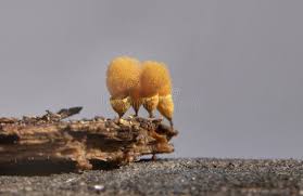 Attēlu rezultāti vaicājumam “Hemitrichia calyculata”