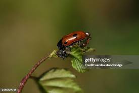 Attēlu rezultāti vaicājumam “Clytra quadripunctata”