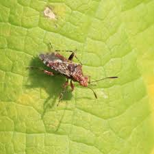 Attēlu rezultāti vaicājumam “Rhopalus maculatus imago”