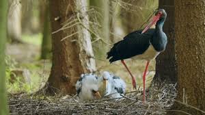 Attēlu rezultāti vaicājumam “Ciconia nigra nest”