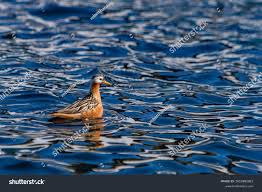 Attēlu rezultāti vaicājumam “Phalaropus fulicarius adult”