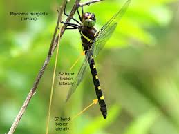 Attēlu rezultāti vaicājumam “Dianema nivale macro”