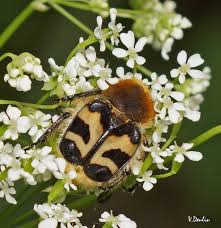 Attēlu rezultāti vaicājumam “Trichius fasciatus”