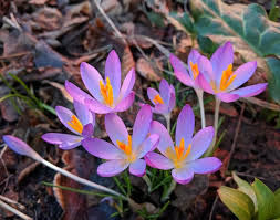 Attēlu rezultāti vaicājumam “Crocus tommasinianus flower”