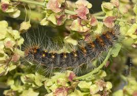 Attēlu rezultāti vaicājumam “Acronicta auricoma larva”