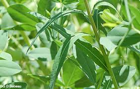Attēlu rezultāti vaicājumam “Epilobium angustifolium leaf”