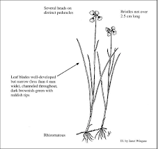 Attēlu rezultāti vaicājumam “Eriophorum gracile fruit”