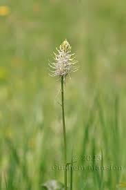 Attēlu rezultāti vaicājumam “Phyteuma spicatum bud”