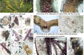 Attēlu rezultāti vaicājumam “Melilotus officinalis leaf”