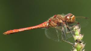 Attēlu rezultāti vaicājumam “Sympetrum vulgatum male”