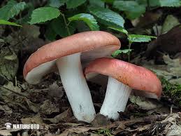 Attēlu rezultāti vaicājumam “Russula vesca”