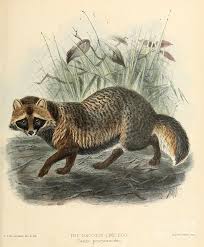 Attēlu rezultāti vaicājumam “Nyctereutes procyonoides”