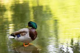 Attēlu rezultāti vaicājumam “Anas platyrhynchos male”