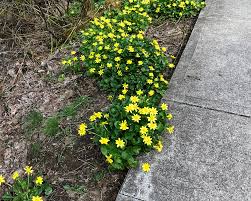 Attēlu rezultāti vaicājumam “Ficaria verna flower”